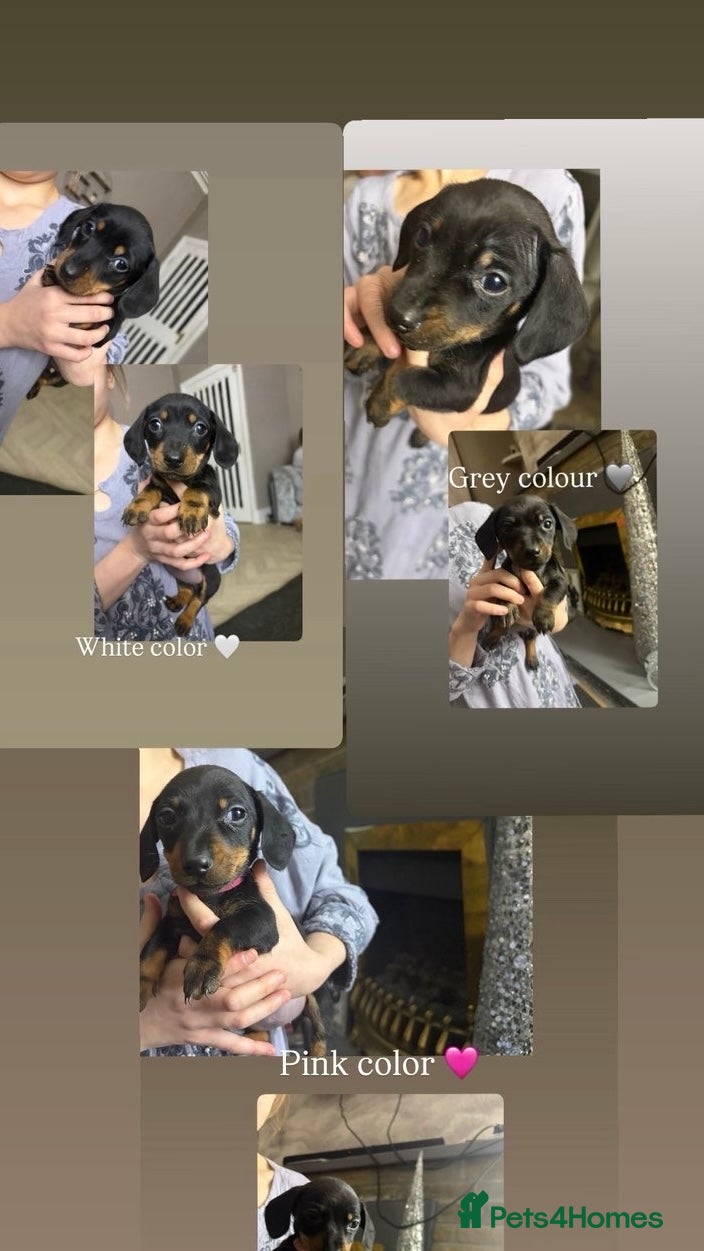 Dachshund dogs 4 beautiful puppy’s for sale  - Advert 12