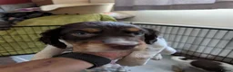 Cocker Spaniel dogs for sale: 3 female Cocker Spaniels  in Maidenhead - Advert 12