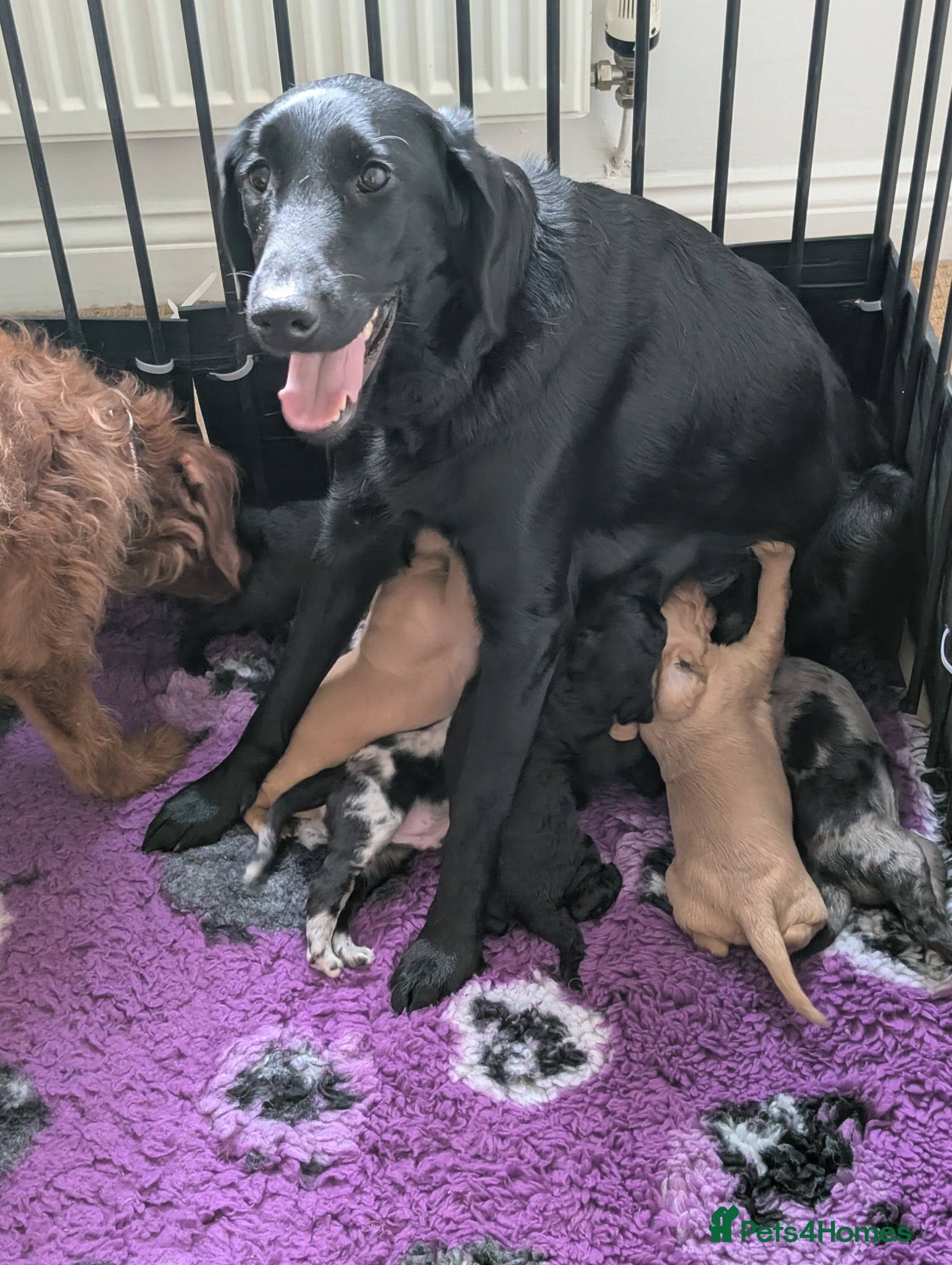 Labradoodle dogs for sale: Unique Labradoodles - Merle, Phantom, Black, Red - Advert 15