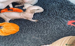 Sphynx cats for sale: Stunning Canadian sphynx kittens - Image 3