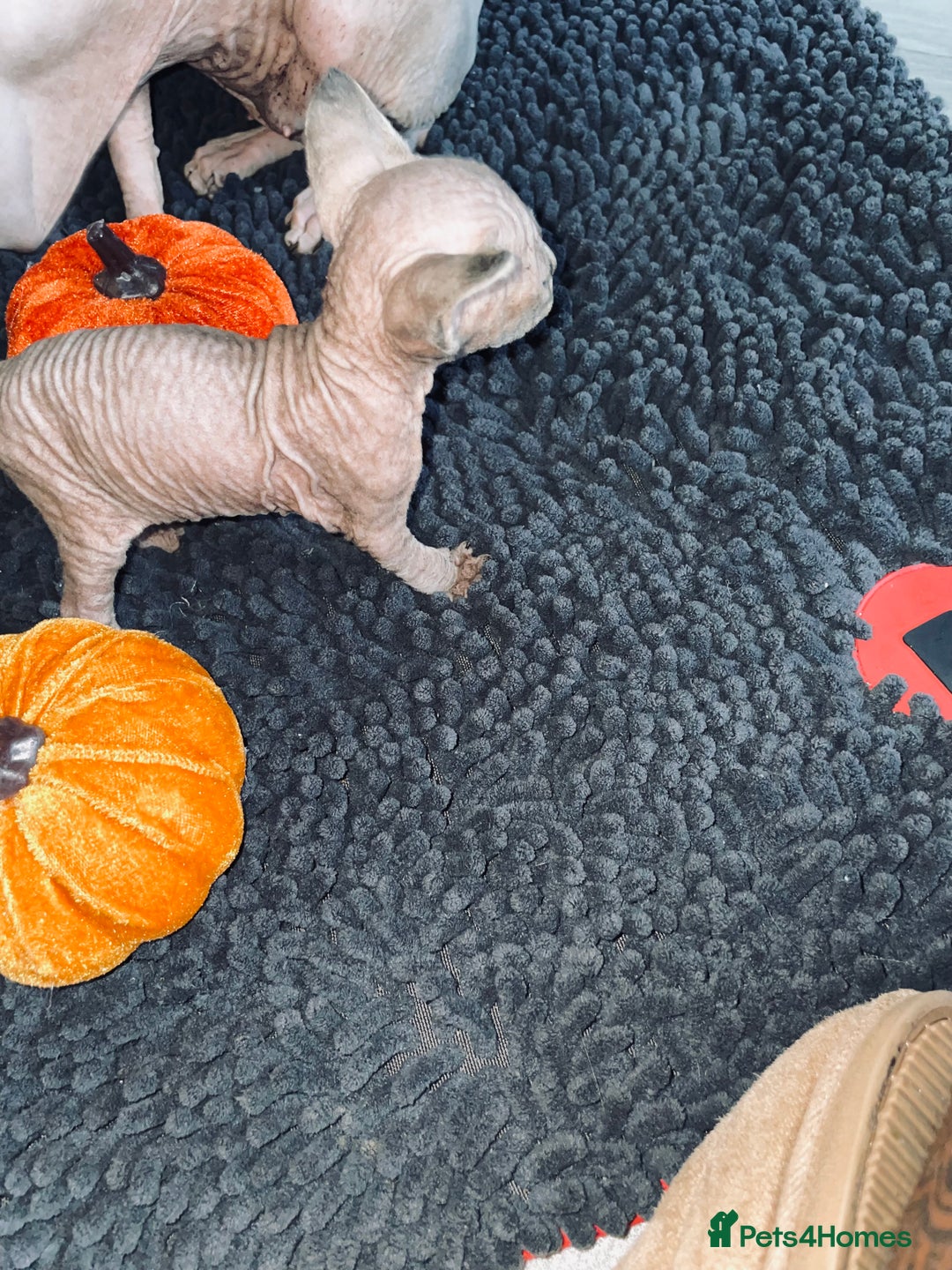 Sphynx cats for sale: Stunning Canadian sphynx kittens - Image 3