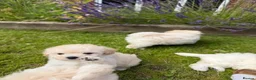 Maltipoo dogs for sale: Now ready for new homes.  - Advert 18