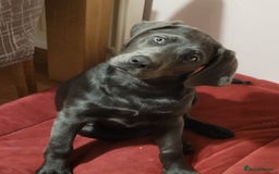 Labrador Retriever dogs for sale: Health Tested KC Registered Labradors - Image 10
