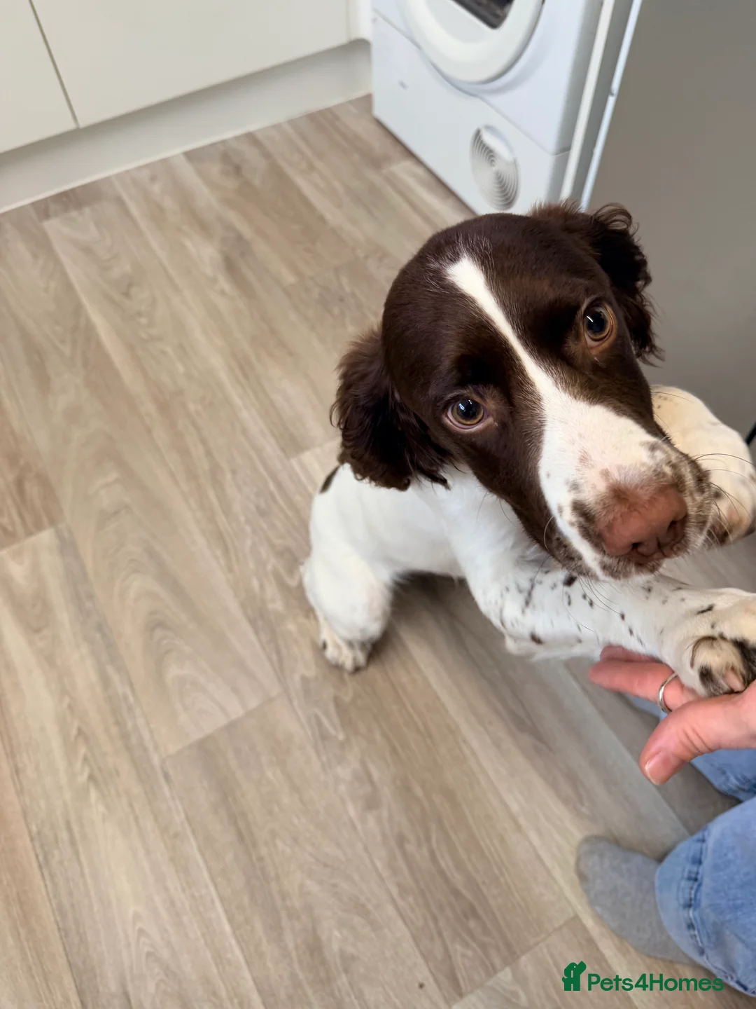 English Springer Spaniel dogs for sale: Male english springer spaniel  in Studley - Advert 4