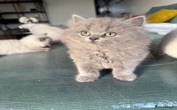 British Shorthair cats for sale: British Shorthair Kittens - Image 7