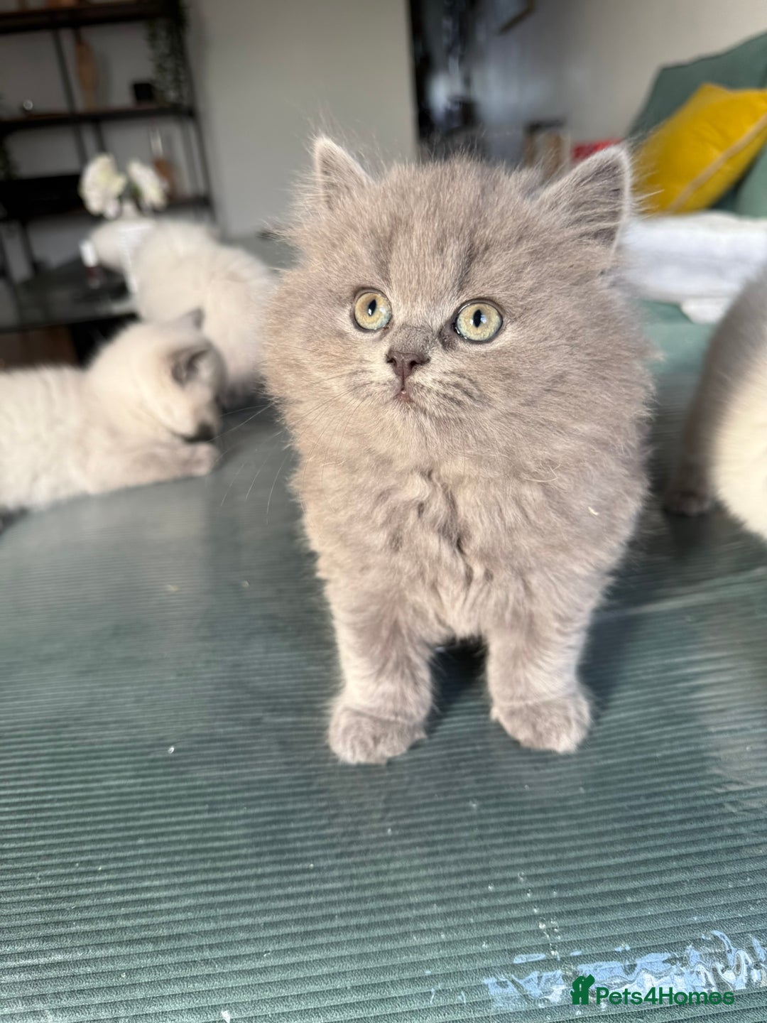 British Shorthair cats for sale: British Shorthair Kittens - Image 7