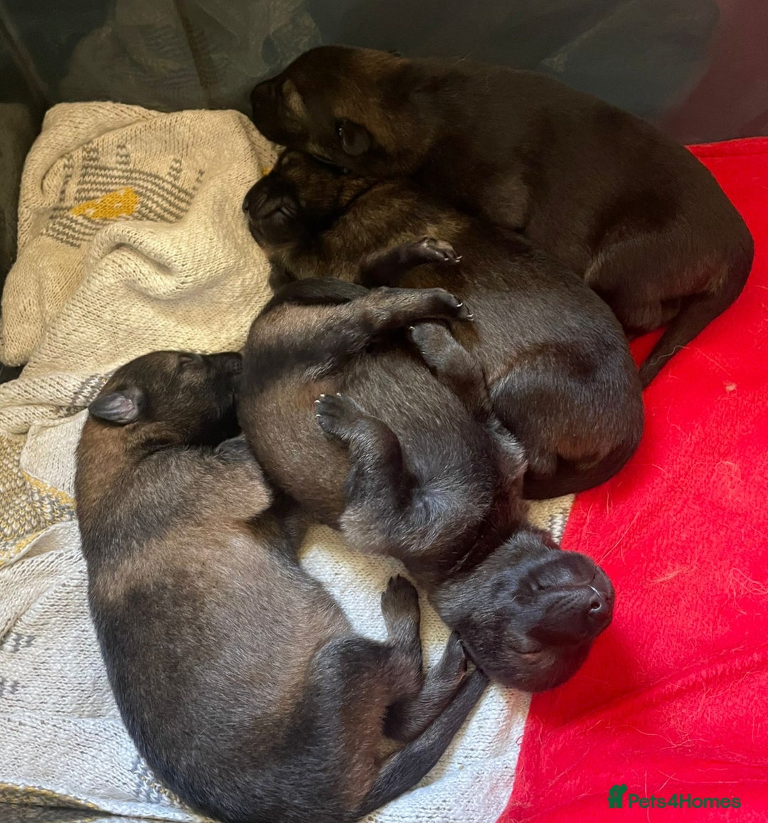 German Shepherd dogs for stud: KC sable male for stud  in Birmingham - Image 17