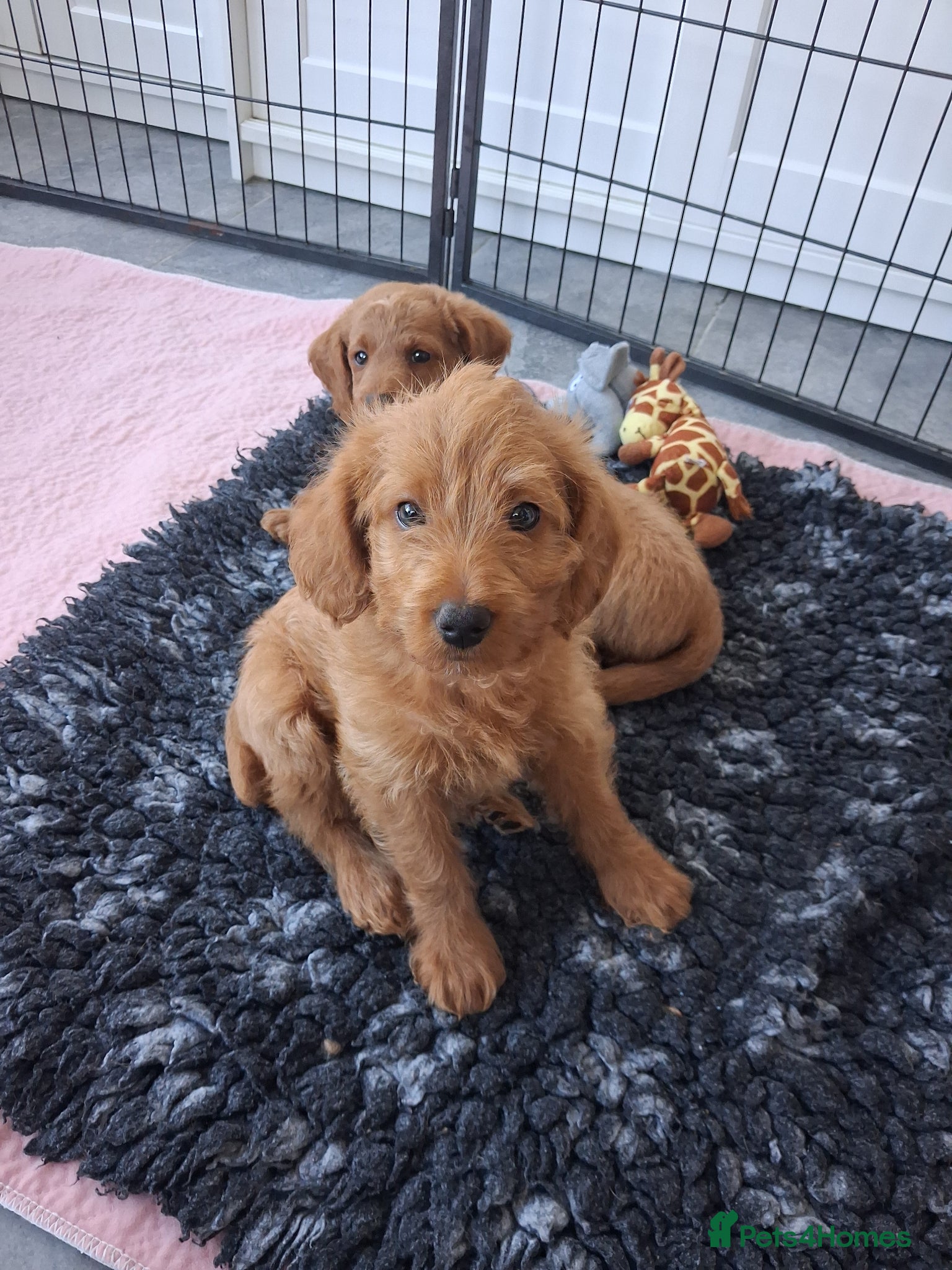 Labradoodle dogs READY to leave - Miniature F1b Labradoodles - Advert 5