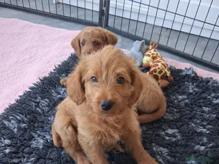 Labradoodle dogs READY to leave - Miniature F1b Labradoodles - Advert 5