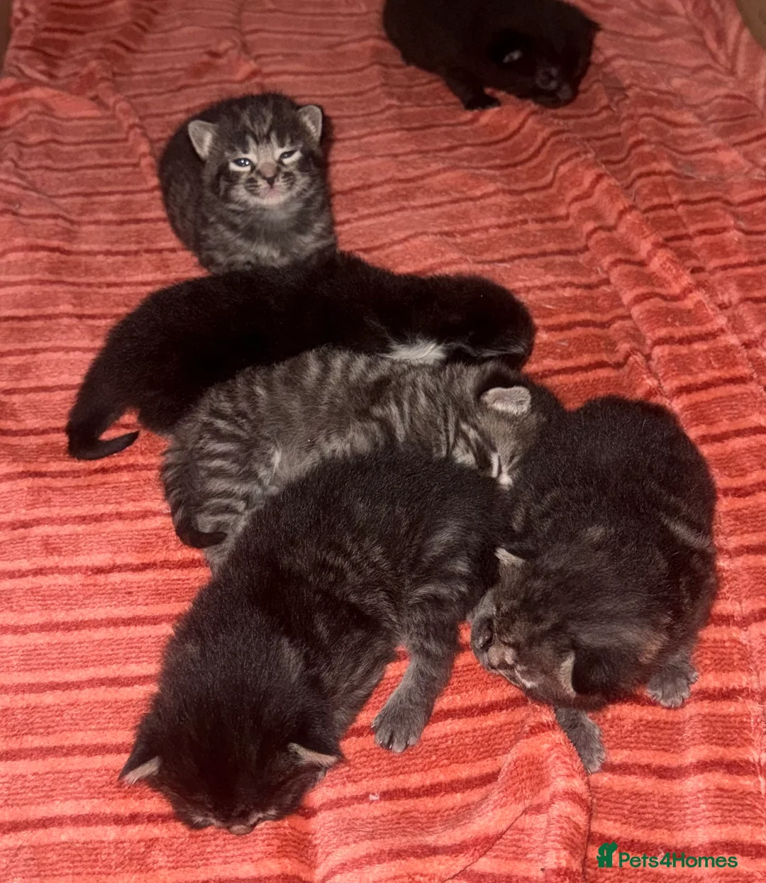 Mixed Breed cats for sale: Beautiful mixed kittens. Ready from 09/04/26 - Advert 2