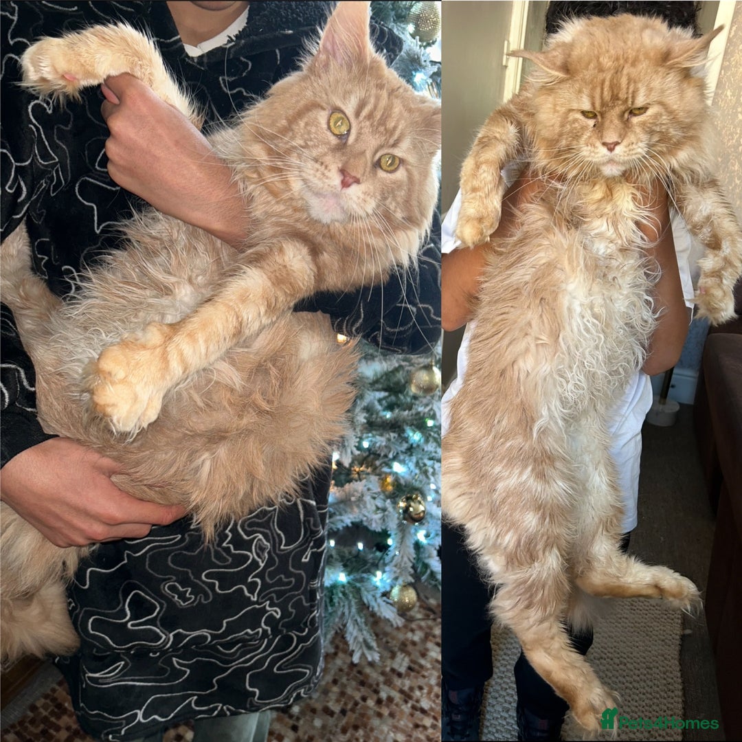 Maine Coon cats for sale: Stunning XL Pure bred Main Coon kittens for sale  - Image 1