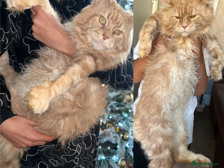 Maine Coon cats - Advert 25