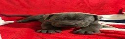 Cane Corso dogs for sale: BEAUTIFUL CANE CORSO PUPPIES – ICCF REGISTERED 🐾 - Advert 6