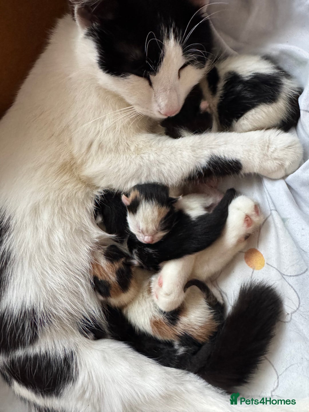 British Shorthair cats for sale: British Shorthair Kittens – Black & White & Beige - Image 2