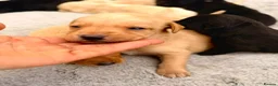 Labrador Retriever dogs for sale: One lovely red fox boy still available  - Advert 6