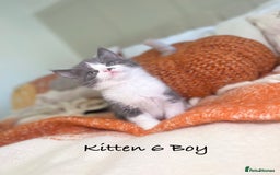 Mixed Breed cats for sale: Beautiful kittens 8 weeks old ready now  - Image 19