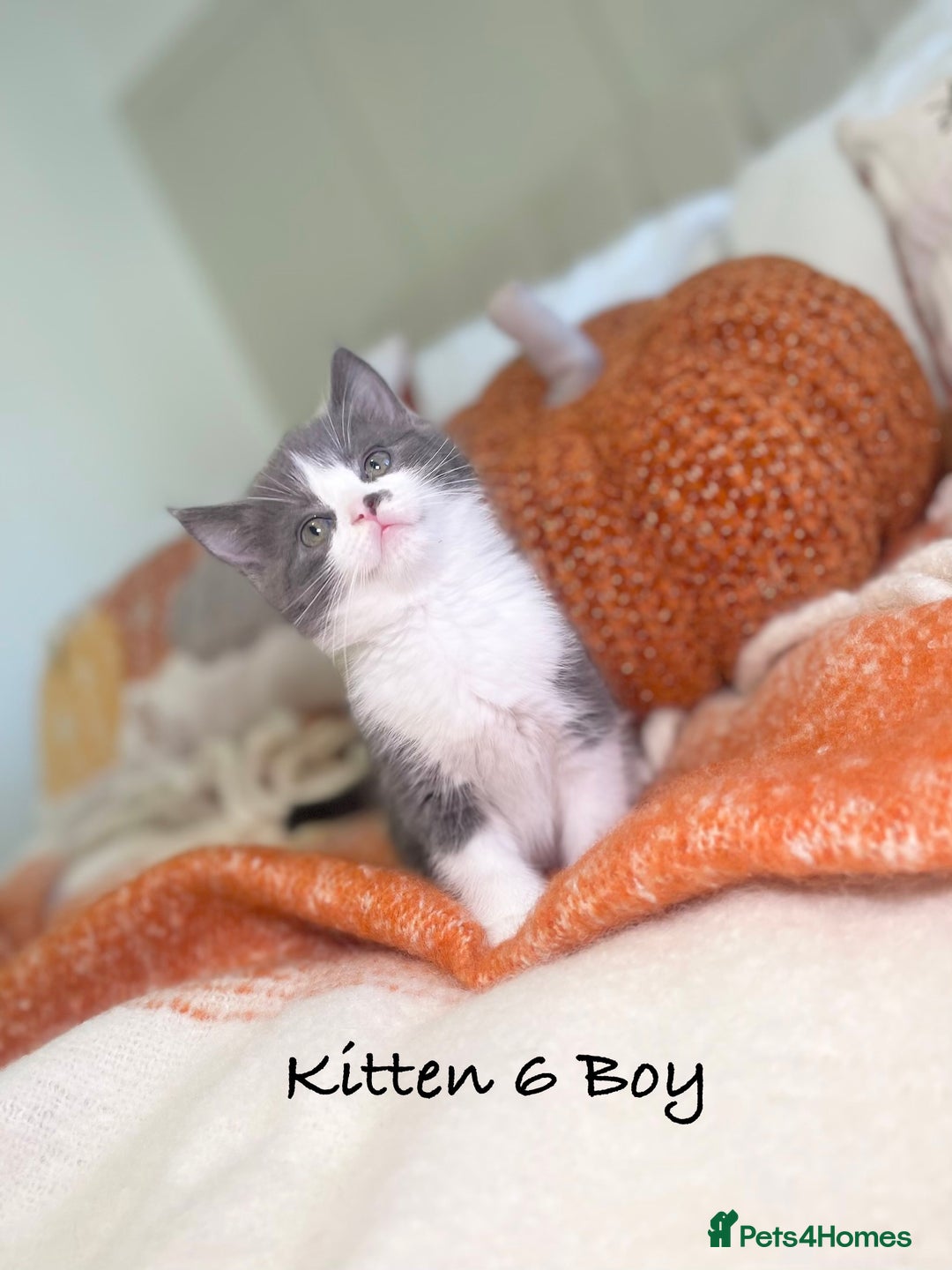 Mixed Breed cats for sale: Beautiful kittens 8 weeks old ready now  - Image 19