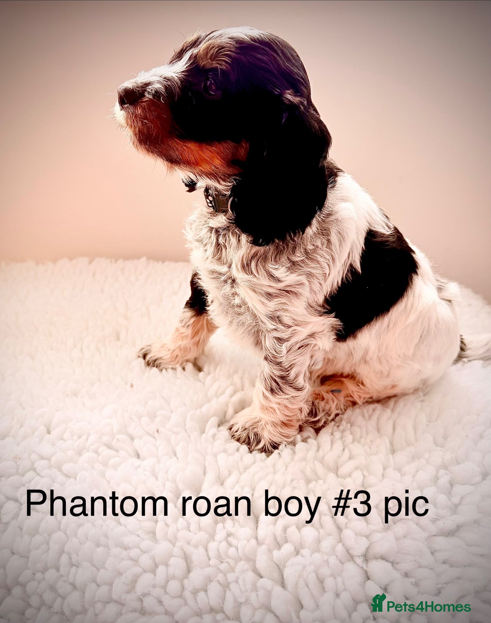 Cockapoo dogs F1 show type Cockapoos from health tested parents  - Advert 6