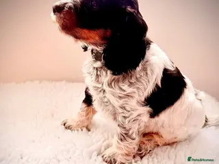 Cockapoo dogs F1 show type Cockapoos from health tested parents - Advert 6