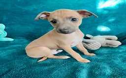 Italian Greyhound dogs for sale: KC Reg. Stunning Italian Greyhound Pups. - Image 2