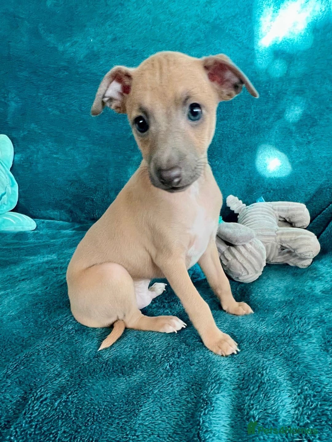 Italian Greyhound dogs for sale: KC Reg. Stunning Italian Greyhound Pups. - Image 2
