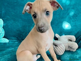 Italian Greyhound dogs KC Reg. Stunning Italian Greyhound Pup. - Advert 1