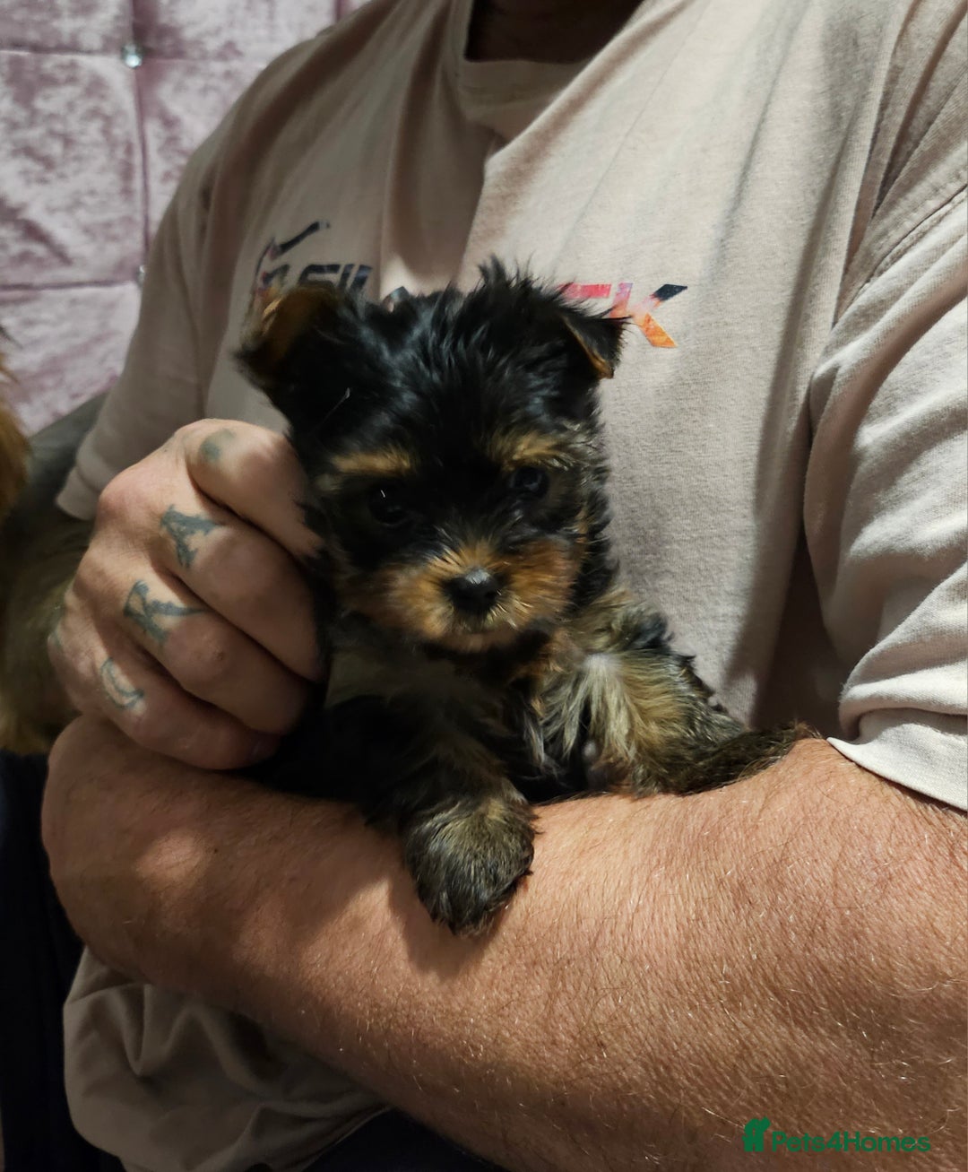 Yorkshire Terrier dogs for sale: Yorkshire terrier (miniature)READY NOW - Image 28
