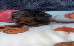 Doxiepoo dogs for sale: House trained READY NOW FOR THERE FOREVER HOMES ❤️ - Image 20