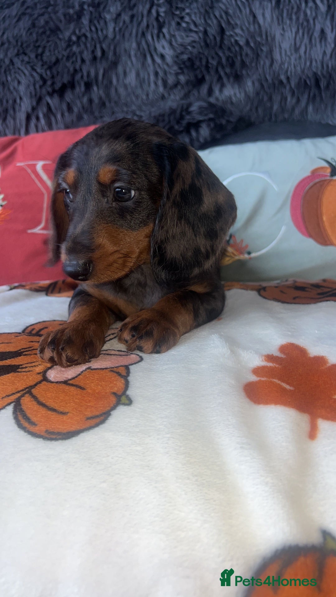 Doxiepoo dogs for sale: House trained READY NOW FOR THERE FOREVER HOMES ❤️ - Image 20