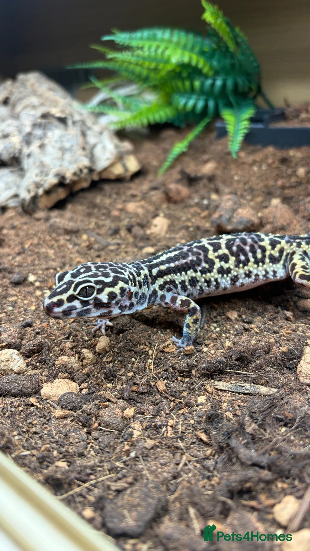 Gecko reptiles for sale: Female Leopard Gecko - Advert 2