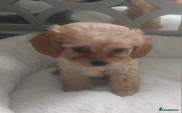 Mixed Breed dogs for sale: Cavapoochon puppies  - Image 2