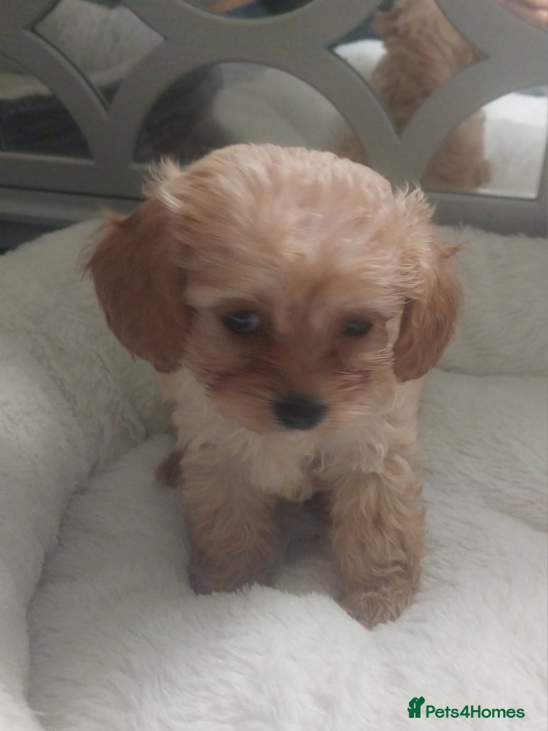 Mixed Breed dogs for sale: Cavapoochon puppies  - Image 2