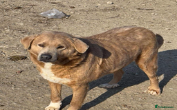 Mixed Breed dogs for adoption: ❤️🐾🐾🐾GINGER 🐾🐾🐾🐾SWEET BOY LOOKING FOR HOME - Image 2
