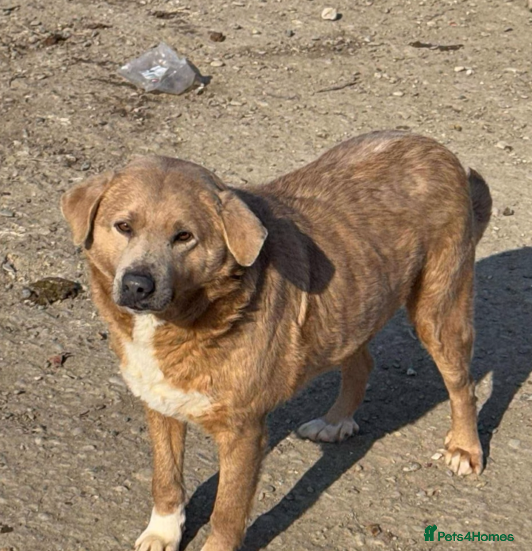 Mixed Breed dogs for adoption: ❤️🐾🐾🐾GINGER 🐾🐾🐾🐾SWEET BOY LOOKING FOR HOME - Image 2