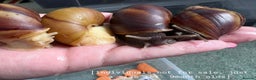 Snails invertebrates for sale: Giant African land snails  - Advert 8