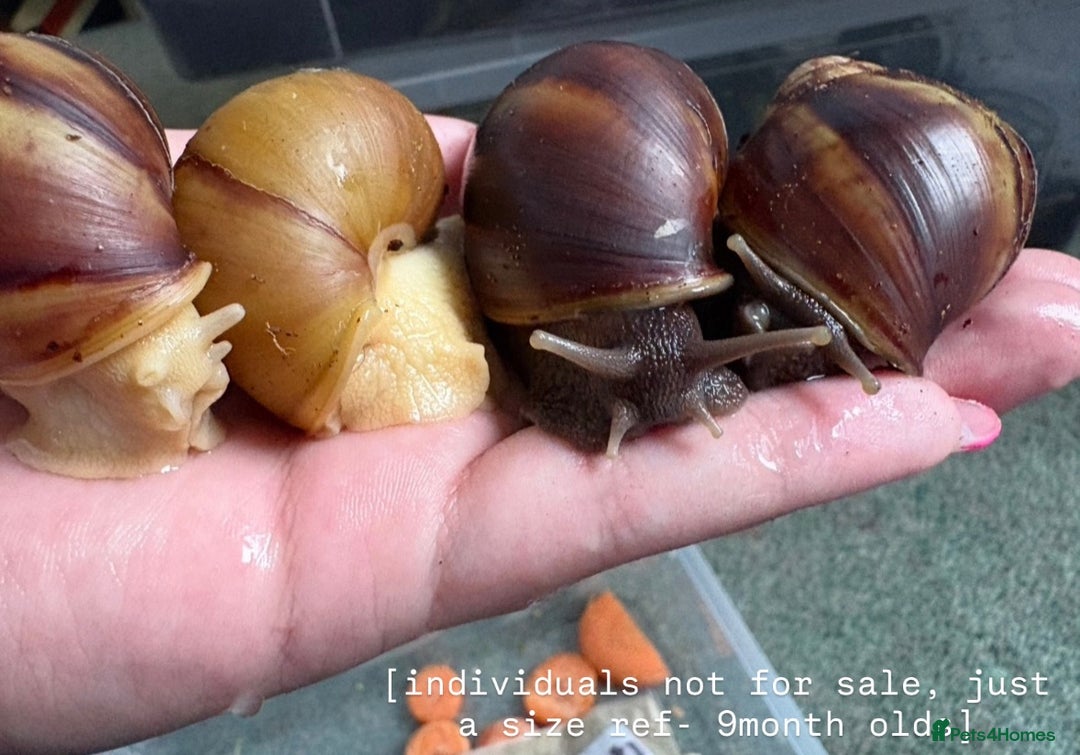 Snails invertebrates for sale: Giant African land snails  - Image 8
