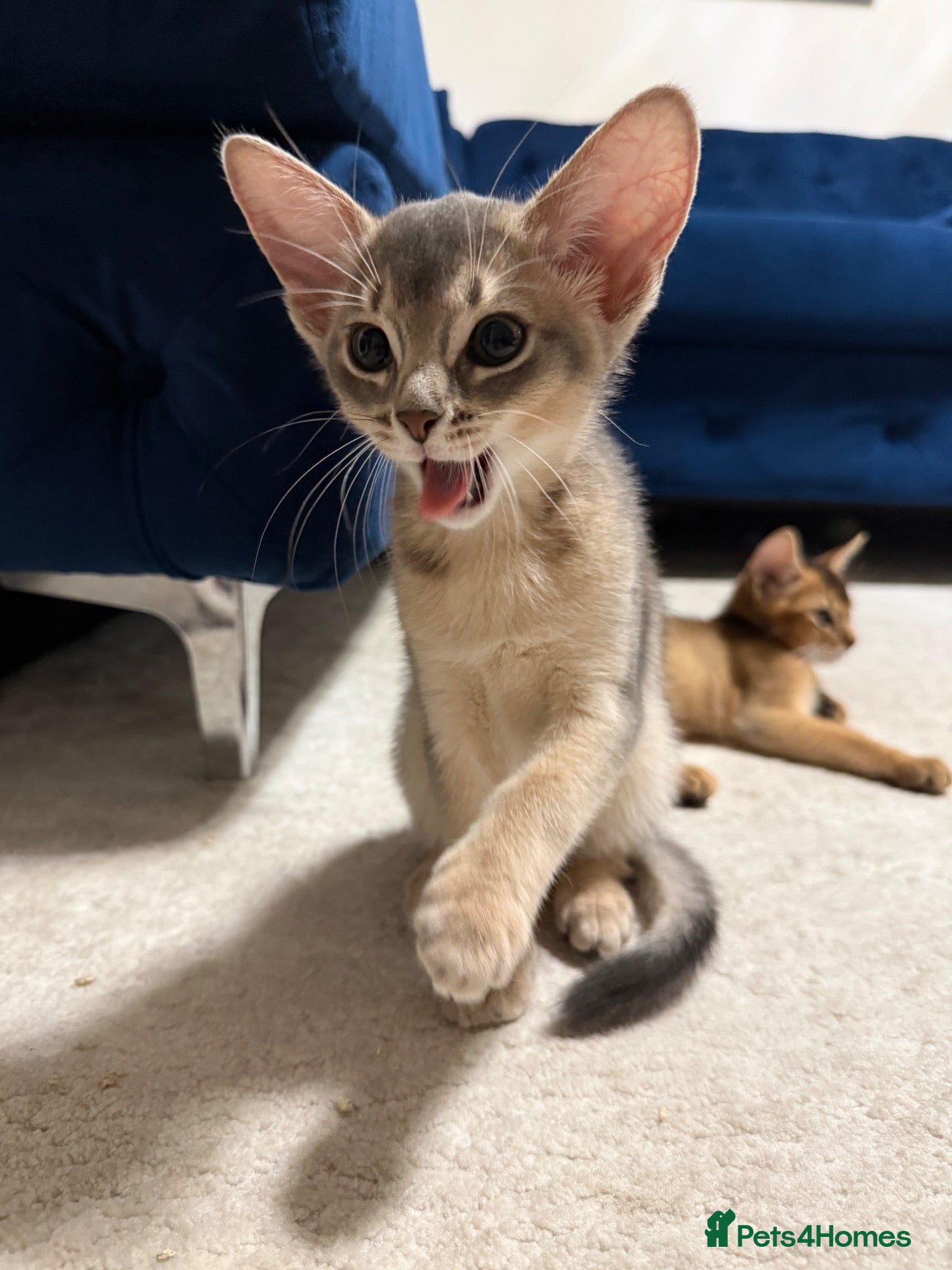 Abyssinian cats 🐾 Two Gorgeous Abyssinian Kittens 🐈‍⬛ - Advert 1