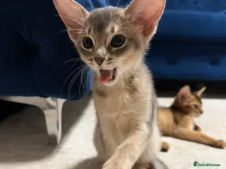 Abyssinian cats 🐾 Two Gorgeous Abyssinian Kittens 🐈⬛ - Advert 1