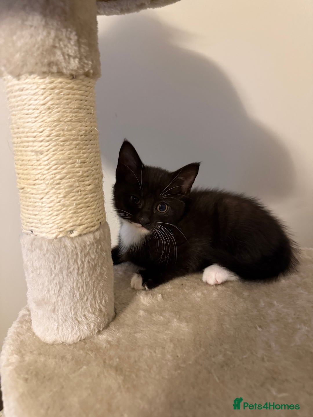 Mixed Breed cats for sale: Four Black and white kittens  - Image 7