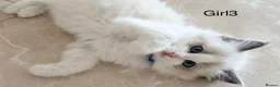 Ragdoll cats for sale: Stunning champion line Ragdoll kittens - Advert 20