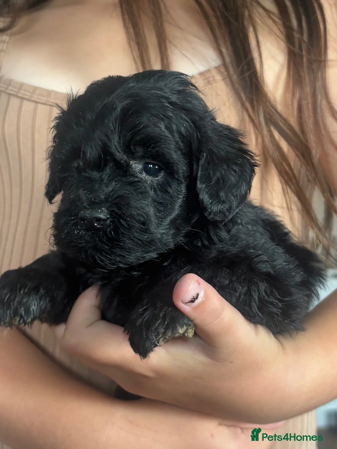 Cockapoo dogs for sale: F1b black boys  - Advert 7