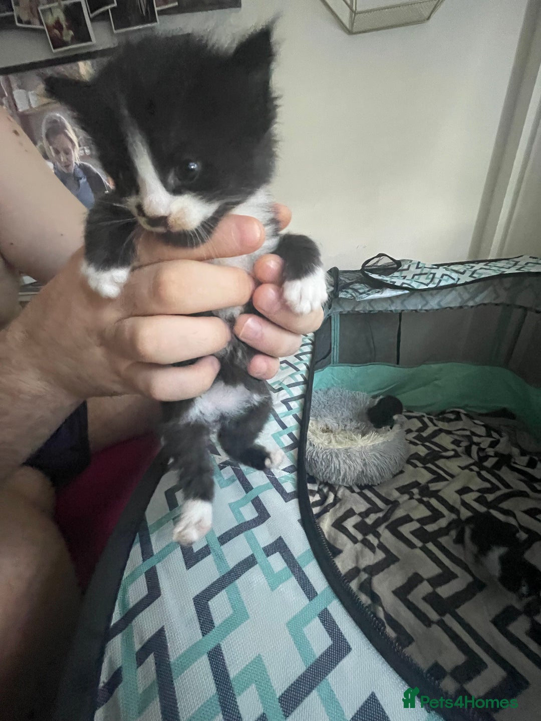 Turkish Angora cats for sale: Turkish angora kittens  - Image 4