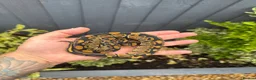 Python Snake reptiles for sale: Clown, hypo, hets, various morphs available  - Advert 11