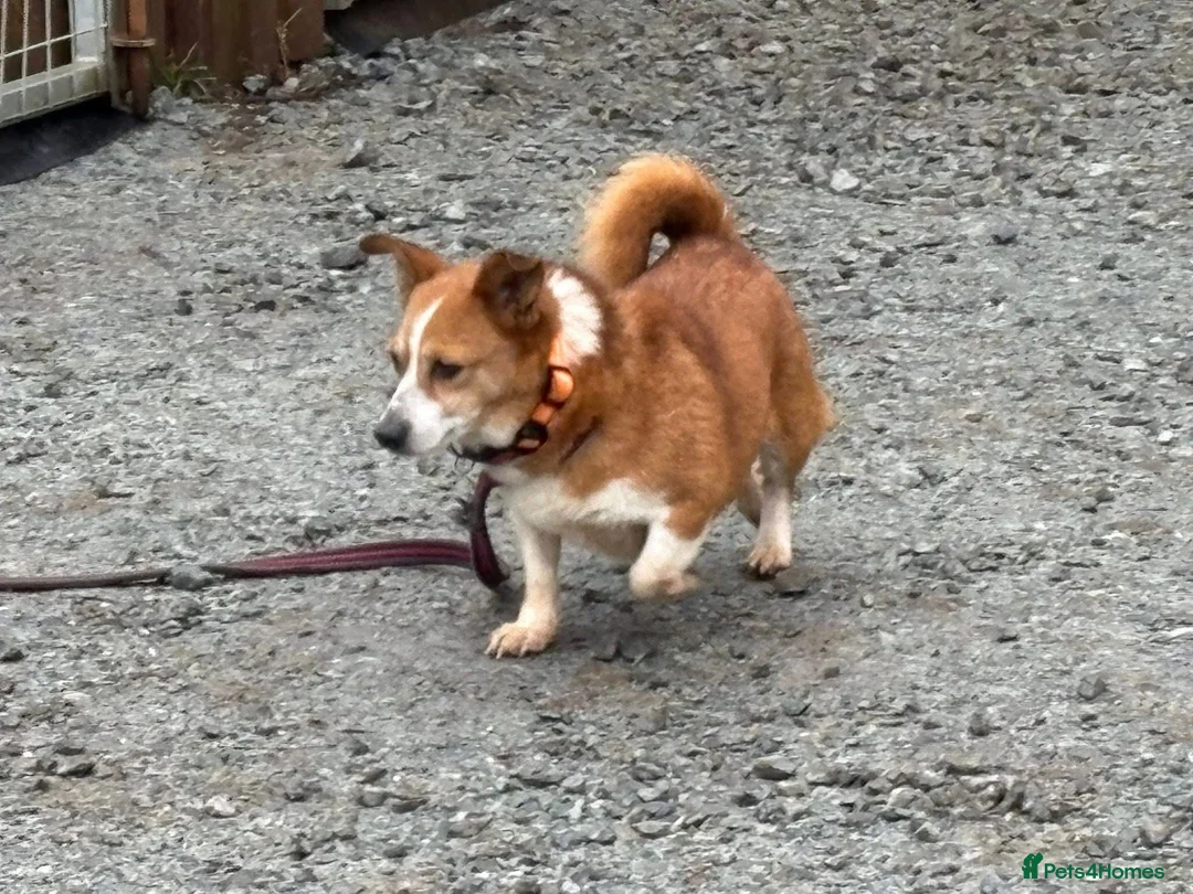 Mixed Breed dogs for adoption: Polly - Norwich Norfolk  - Advert 26