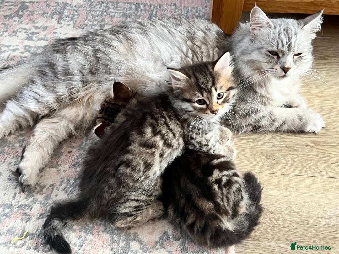 Siberian cats for sale: 🤎💚Gorgeous Traditional Siberian Babies💚🤎 - Image 11