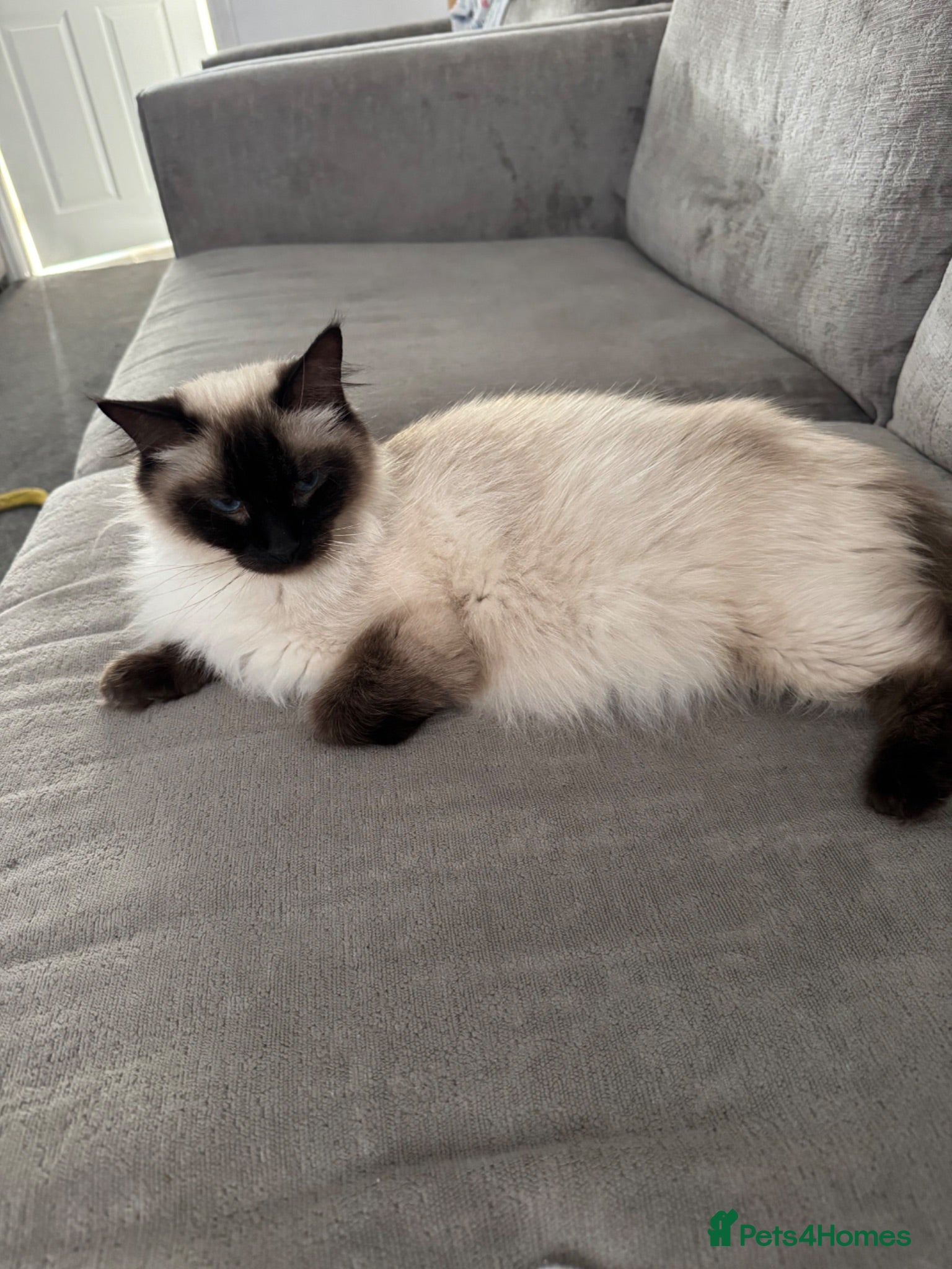 Ragdoll cats Beautiful sealpoint ragdoll kittens - Advert 1