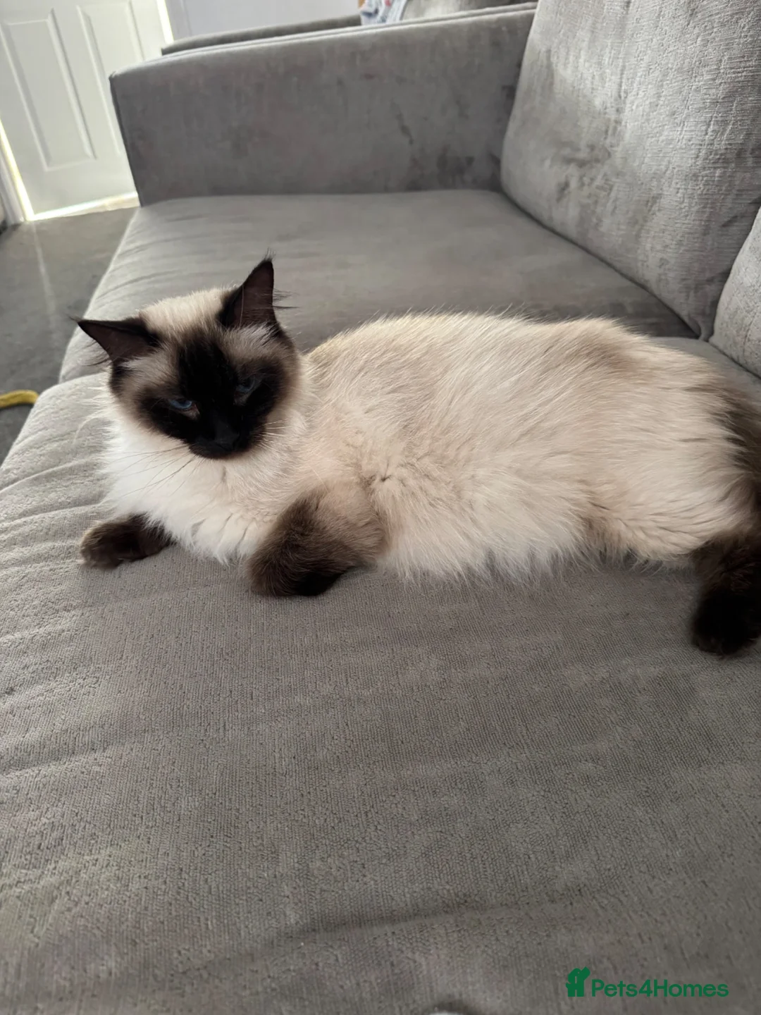 Ragdoll cats for sale: Beautiful sealpoint ragdoll kittens in Cannock - Advert 1
