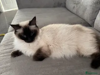 Ragdoll cats Beautiful seal point / blue point ragdoll kittens - Advert 1