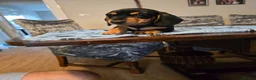Dachshund dogs for sale: Beautiful short hair dachshund puppies in Bournemouth - Advert 30