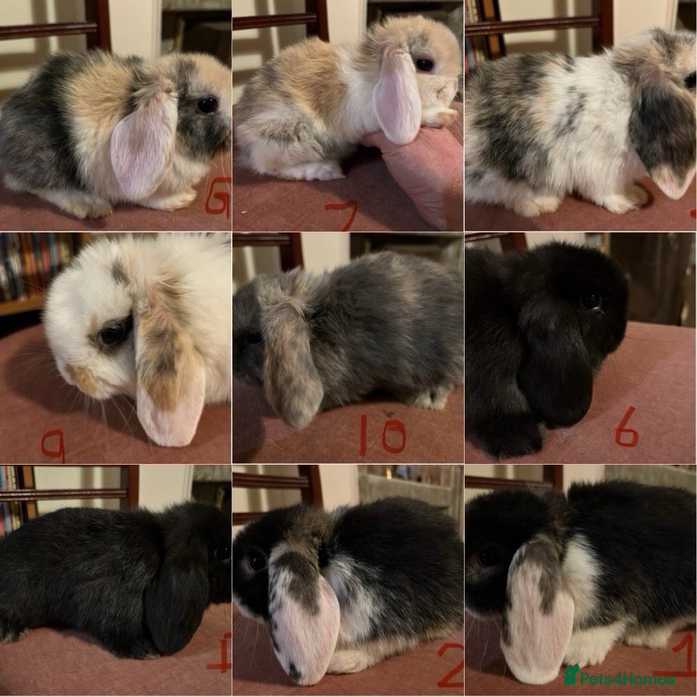 Mini Lop rabbits Fabulous Super Friendly Mini Lops - Advert 4